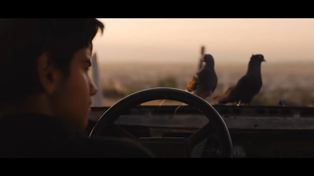 Крадци на гулаби (The Pigeon Thieves, 2018)