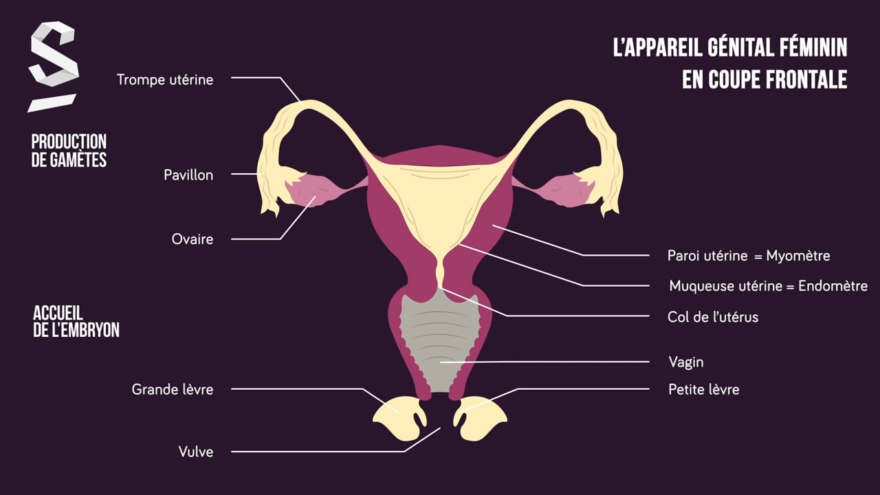 Schéma Détaillé De L appareil Génital Féminin Pdf La régulation physiologique de l'appareil reproducteur féminin : cours de  1ere S - SVT