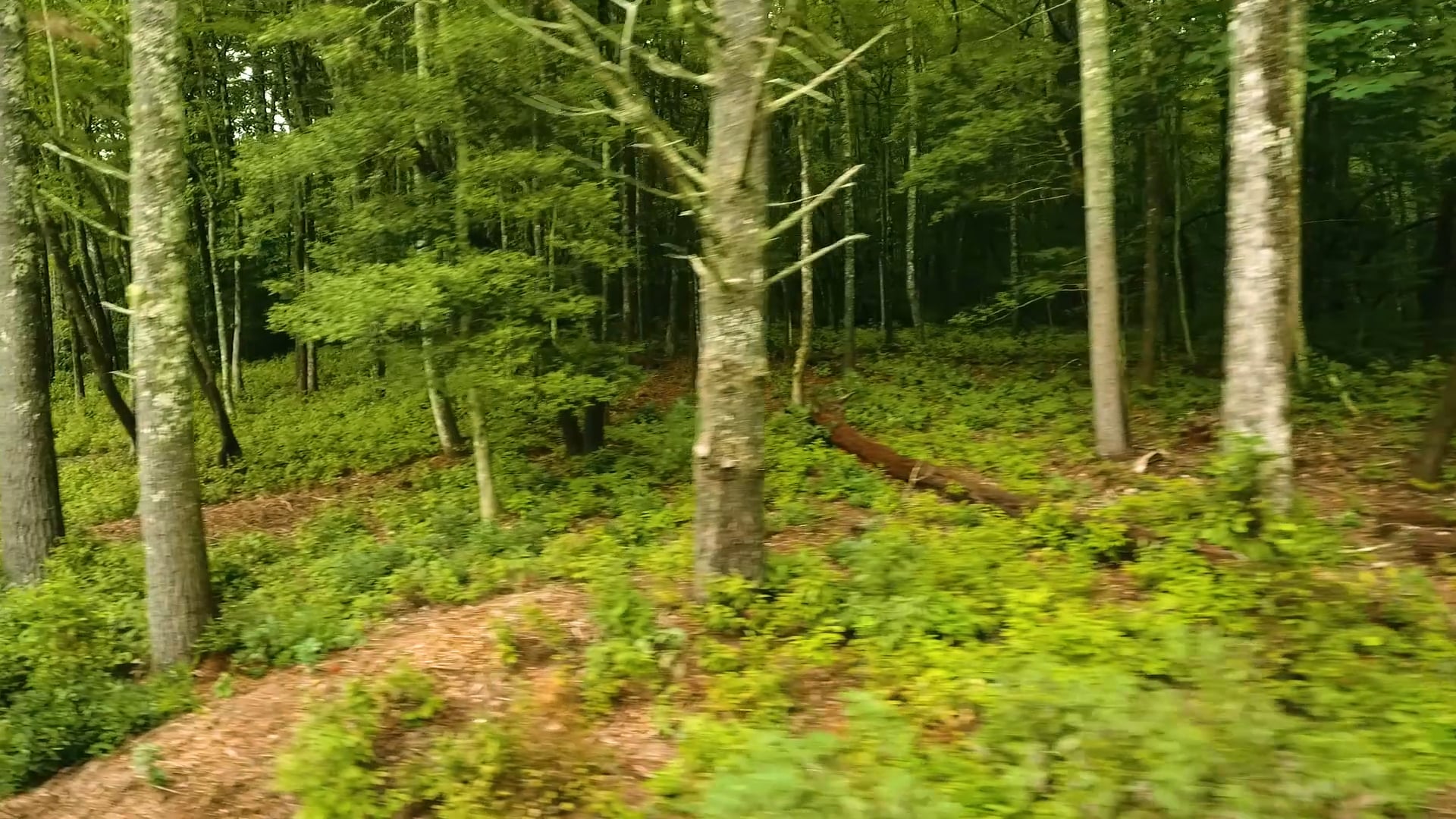 Property at Stones Lake, Cedar Mountain, NC on Vimeo