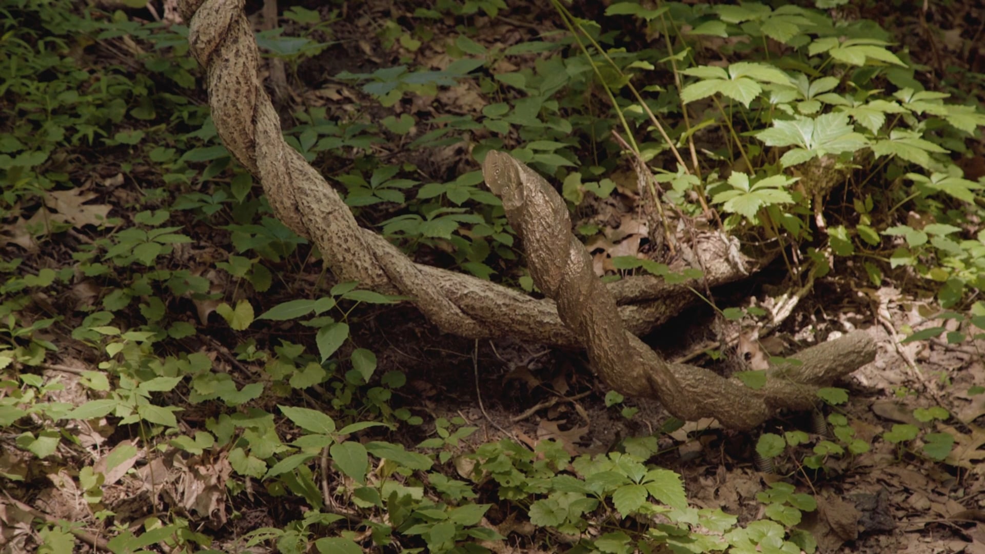 Storm King Oral History: David Brooks