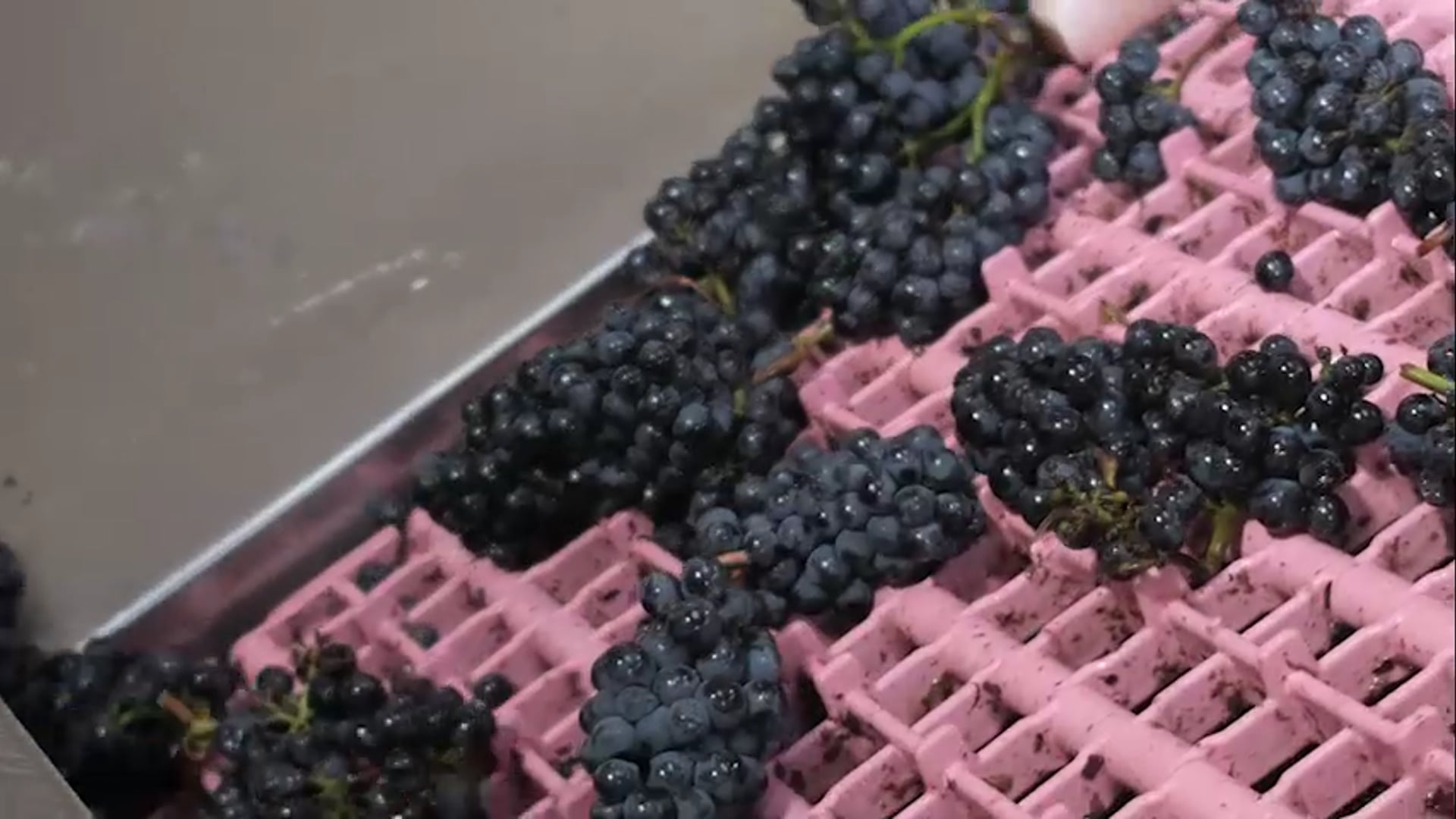 Distraction Vineyards - Oregon Pinot Noir Harvest 2018