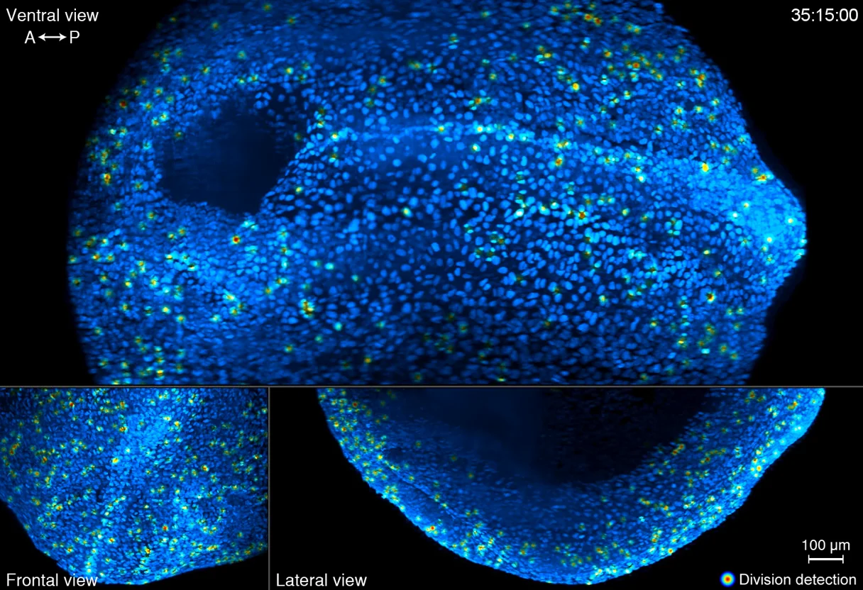 Movie S10 | Robust, automated 4D cell division detection with a ...