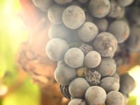 Zinfandel Stories: Mendocino