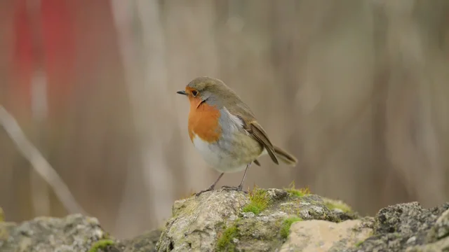 Robin (Erithacus rubecula) - British Birds - Woodland Trust