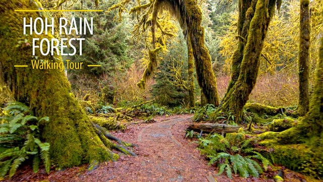 Walking in the Hoh Rain Forest