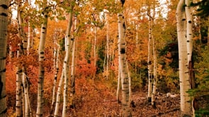birch, autumn, trees