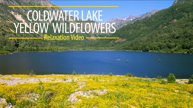 Coldwater Lake: Yellow Carpet of Wildflowers
