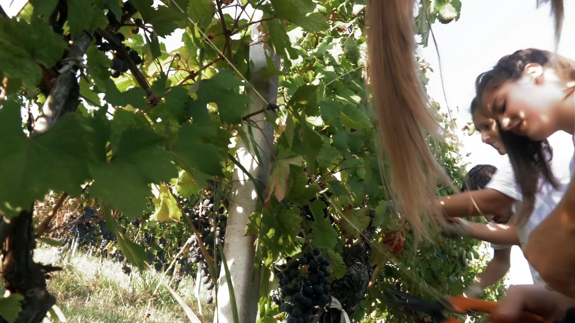 Vendemmia da paura! | 2018
