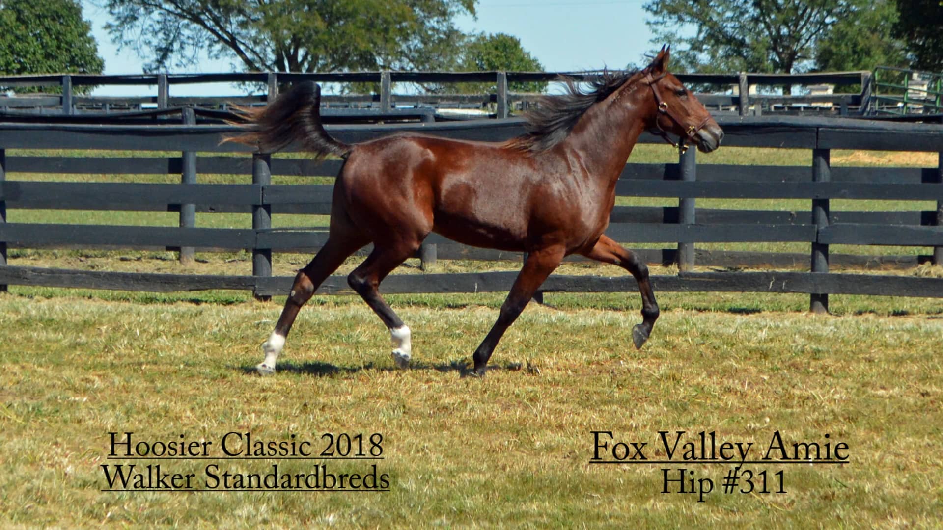 311 Fox Valley Amie/Walker Standardbreds/Hoosier Classic 2018 on Vimeo