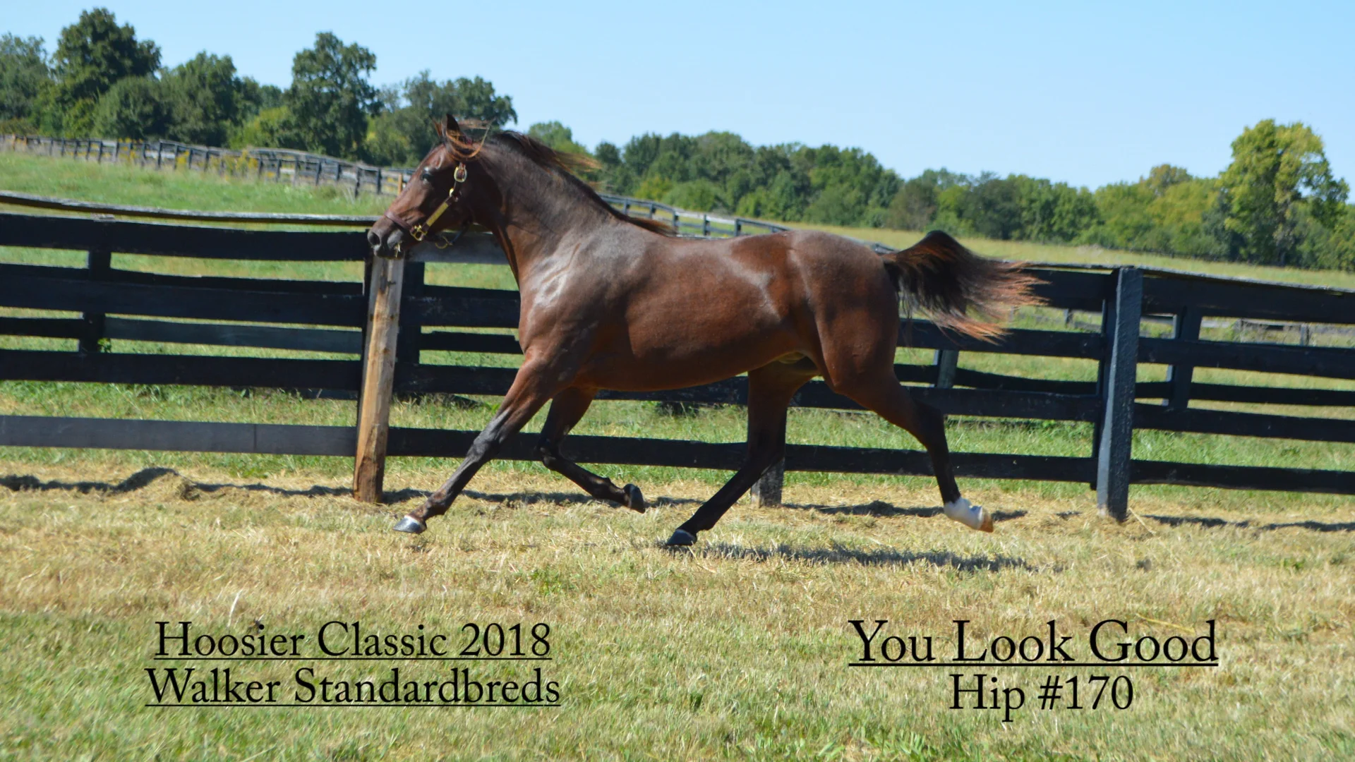 170 You Look Good/Walker Standardbreds/Hoosier Classic 2018 on Vimeo