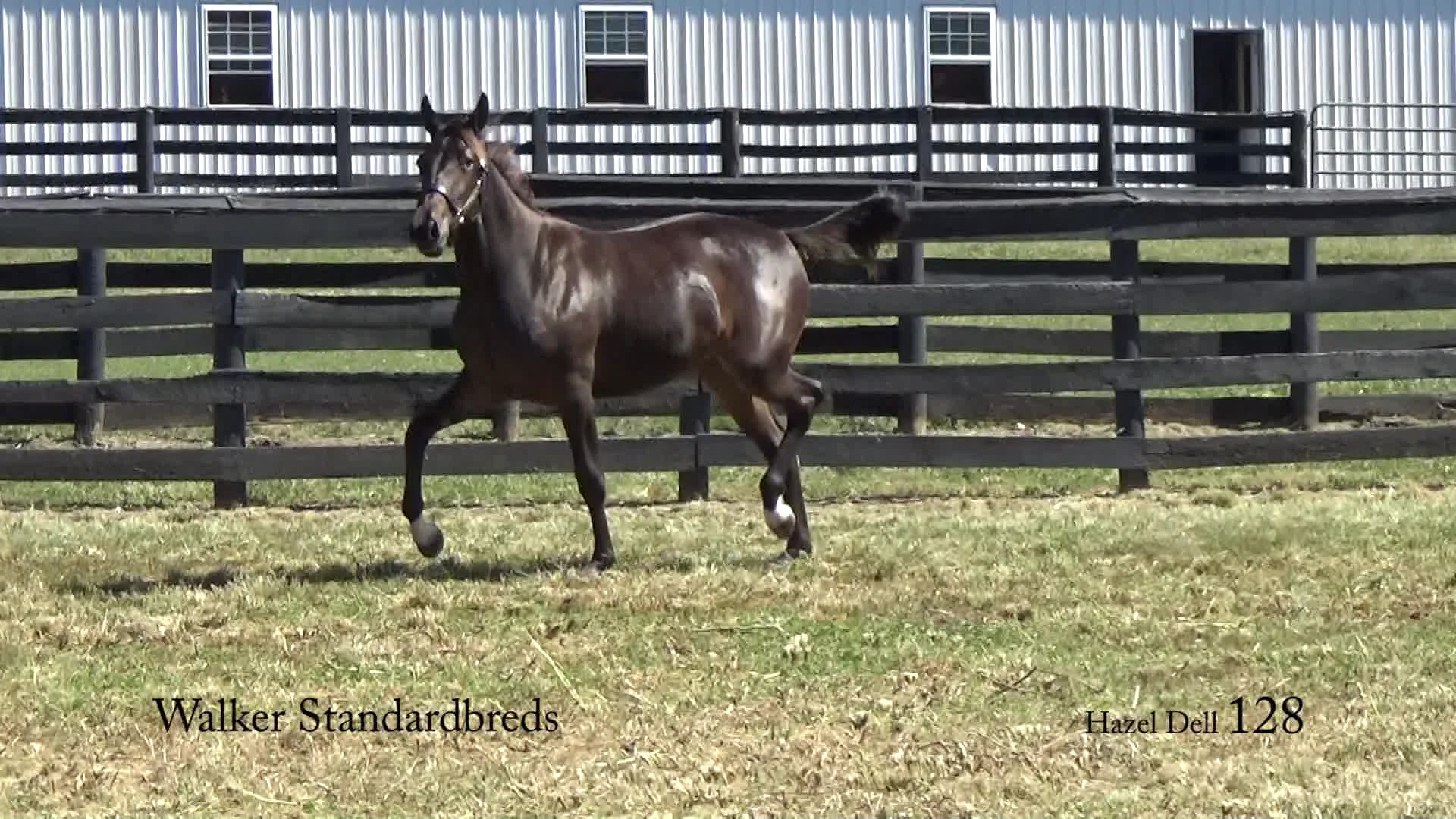 128 Hazel Dell/Walker Standardbreds/Hoosier Classic 2018 on Vimeo