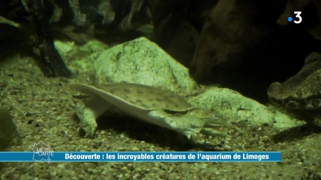 Accueil - Aquarium de Limoges