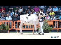 Terneras de 11 a 13 meses
