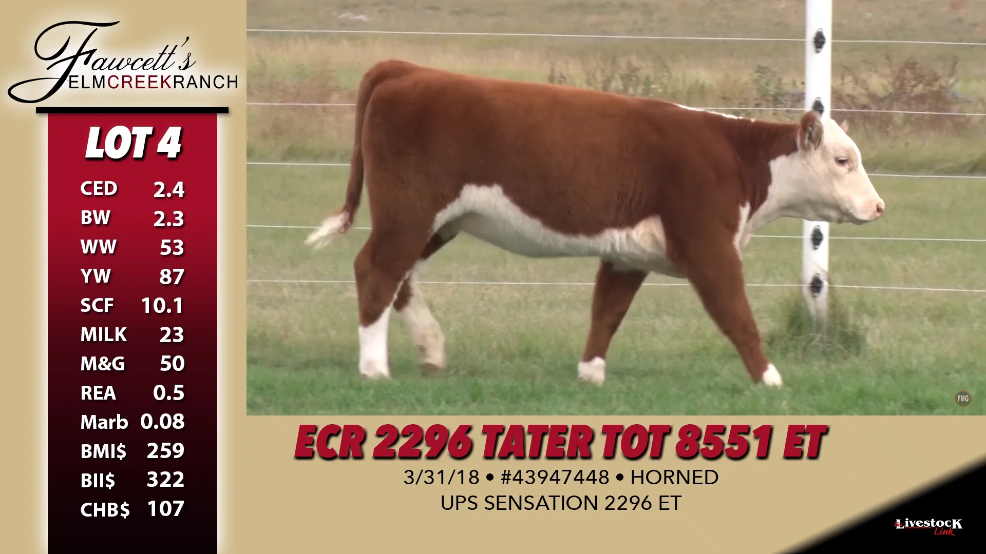 Fawcett's Elm Creek Ranch 2018 Female Sale Lot 4 on Vimeo