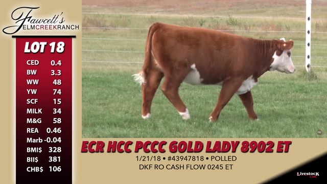 Lot #18 - ECR HCC PCC Gold Lady 8902 ET