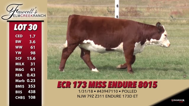 Lot #30 - ECR 173 Miss Endure 8015