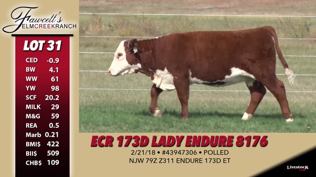 Lot #31 - ECR 173D Lady Endure 8176