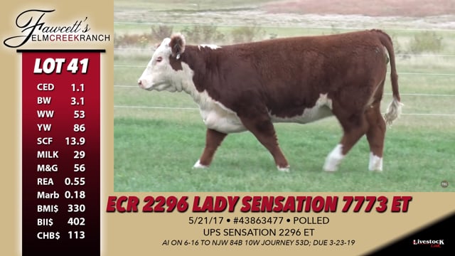 Lot #41 - ECR 2296 Lady Sensation 7773 ET