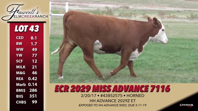 Lot #43 - ER 2029 Miss Advance 7116
