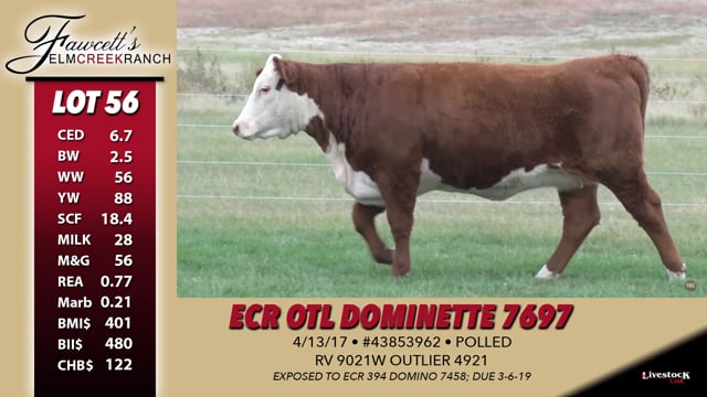 Lot #56 - ECR OTL Dominette 7697