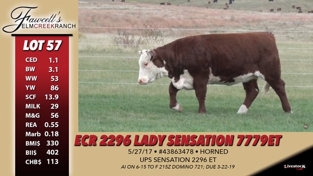 Lot #57 - ECR 2296 Lady Sensation 7779 ET