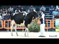 Novillas de 17 a 19 meses