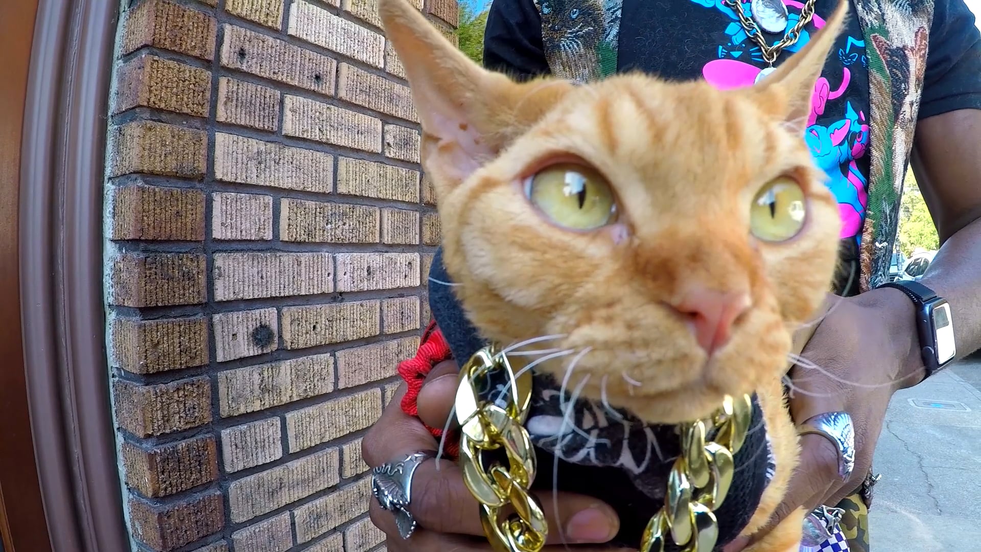 A&H Slide Kitty Litter: iAmMoshow Slide Music Video