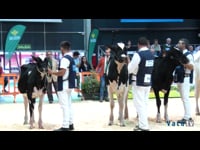 Campeonato de terneras y novillas