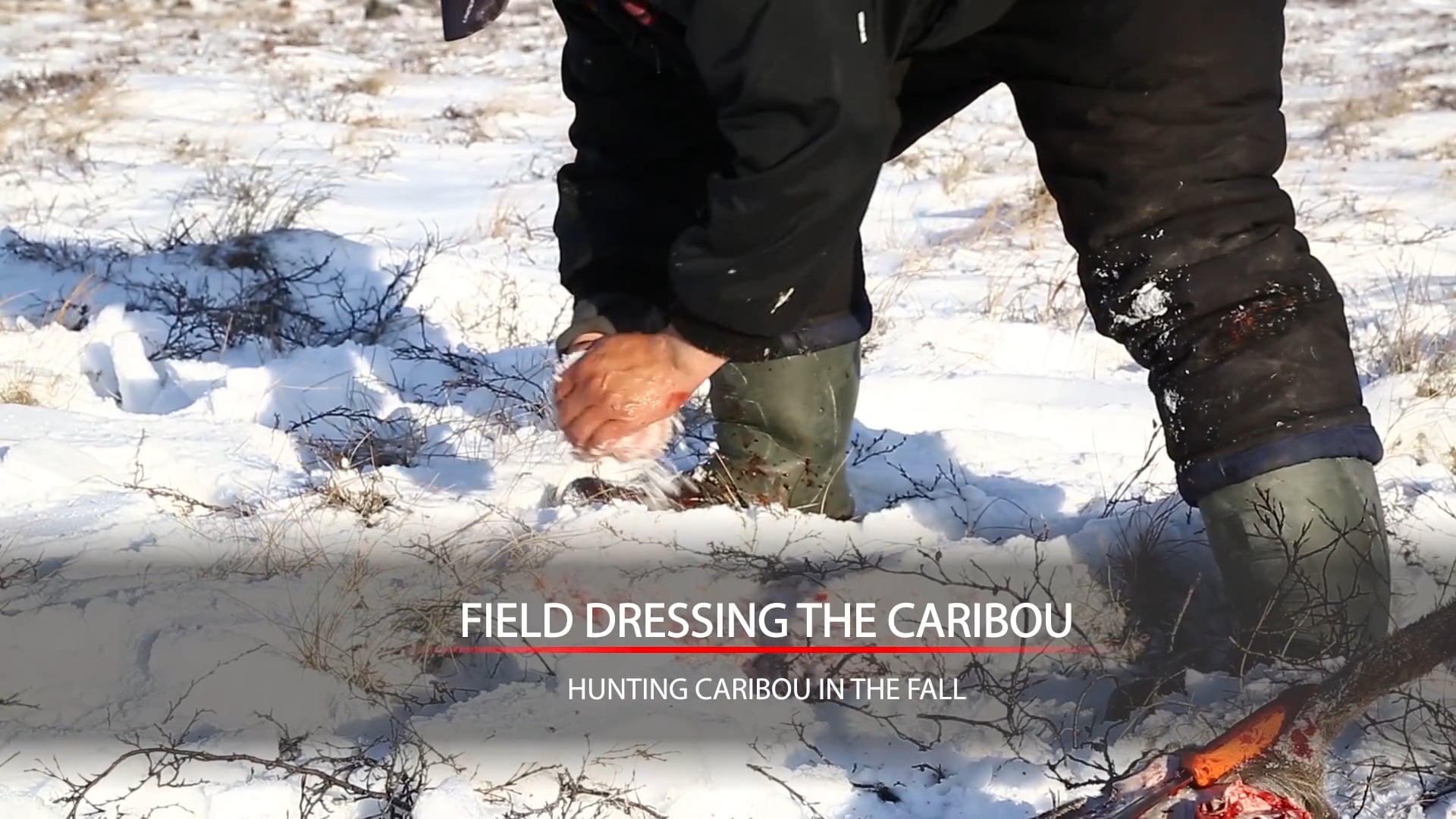 8 Field Dressing The Caribou on Vimeo