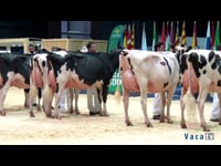 Vacas jóvenes hasta 30 meses