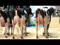 Vacas jóvenes de 31 a 35 meses