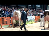 Vacas de 36 a 41 meses