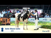 Vacas de 42 a 47 meses