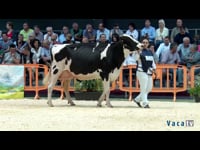 Vacas de 4 años