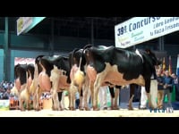Vacas de 5 años