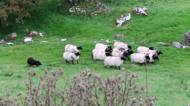 Silvy, the Border Collie - Herding Sheep at Killary Sheep Farm