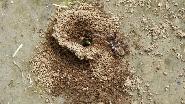 Anthill Insect Insects Anthill Spider - Free video on Pixabay