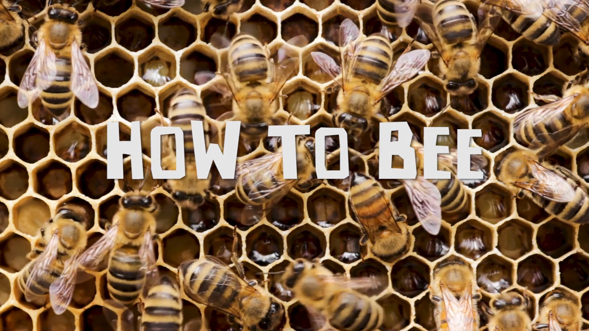 Watch How To Bee Online | Vimeo On Demand on Vimeo