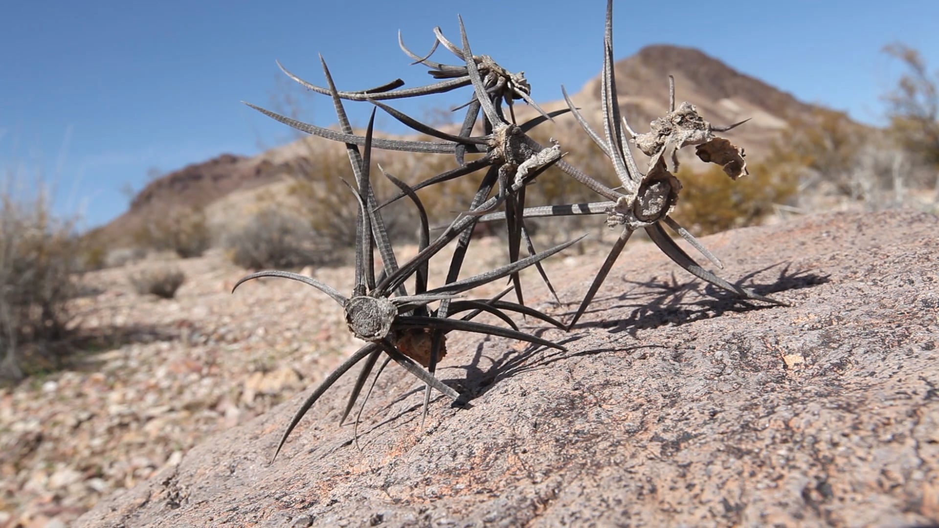 Dance of the Spines