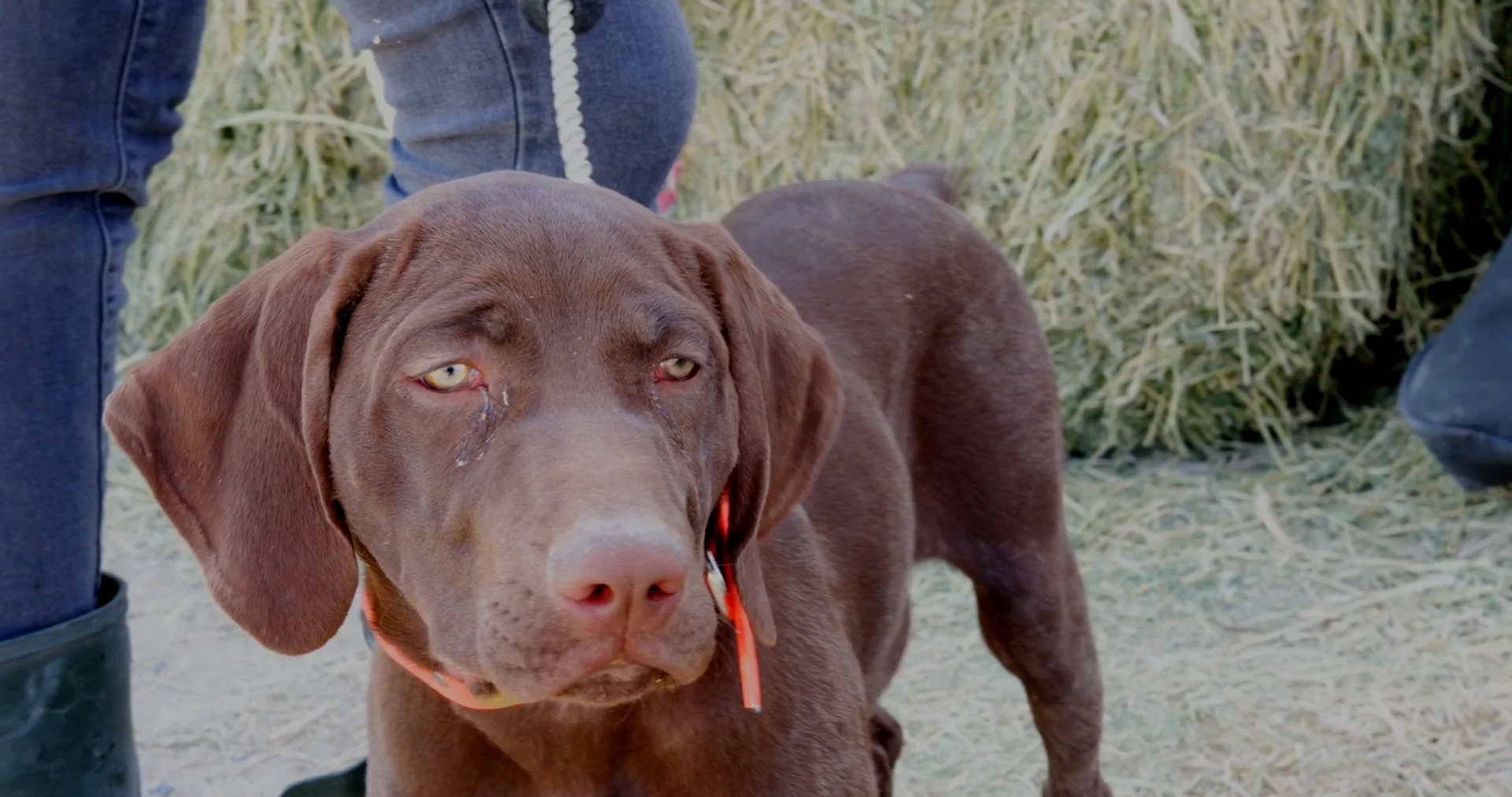 Rick smith deals dog training