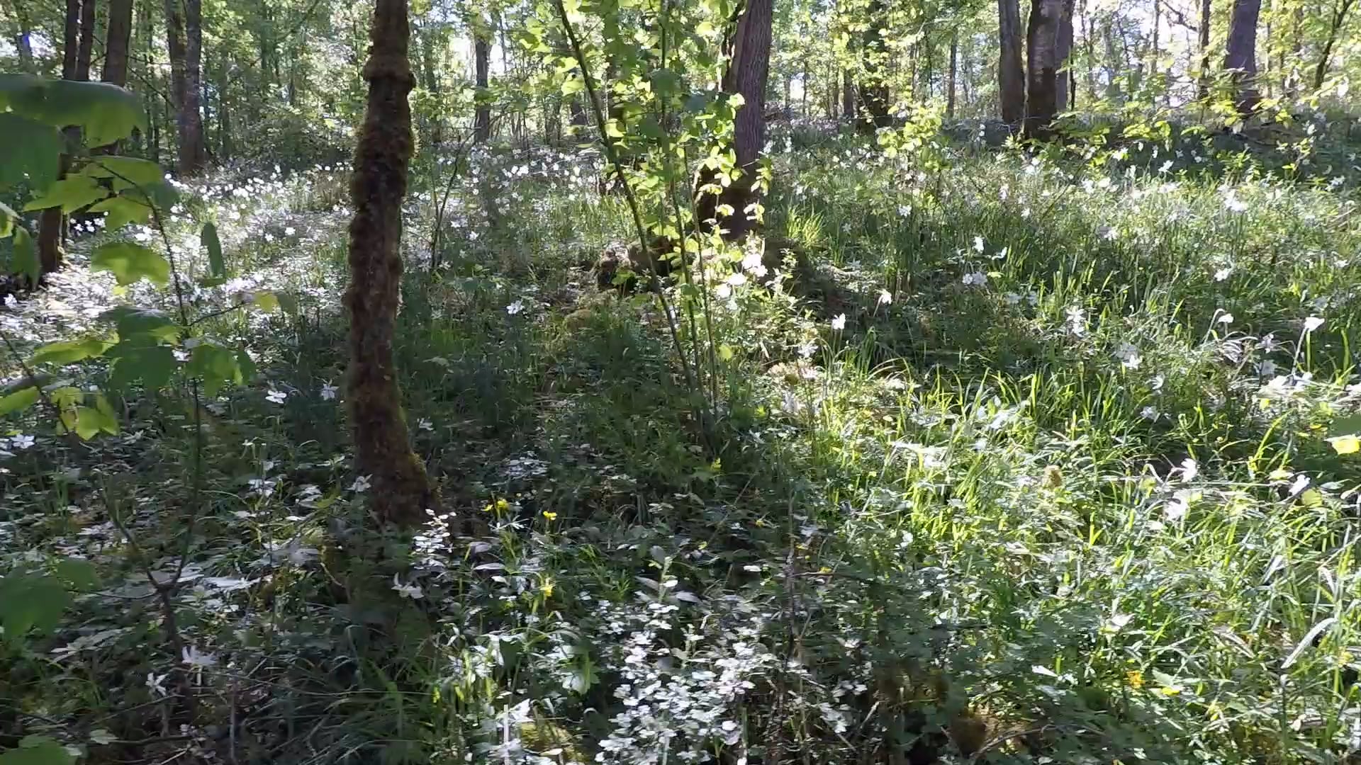 Dérive dans la Combe-au-loup