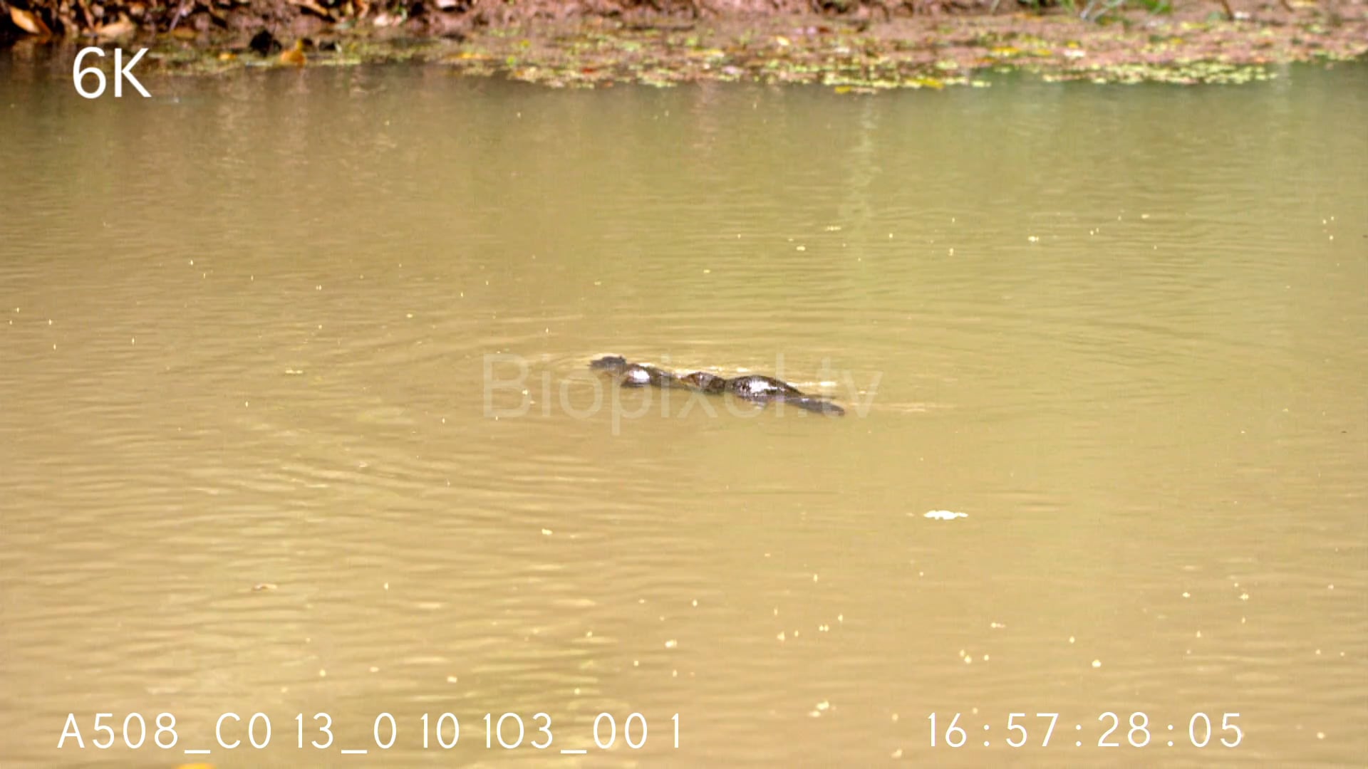 Freshwater Streams and Rivers - Platypus courtship in the rain 6K on Vimeo