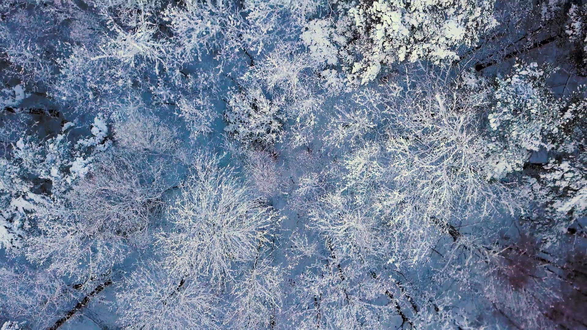 Haarkliniken - Ingredients