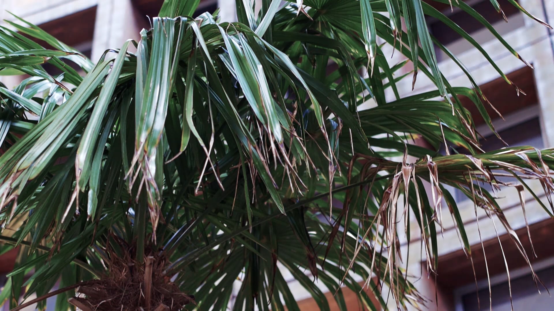 NY REPUBLIK (Advert)