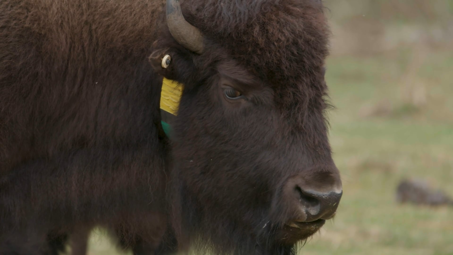 Parks Canada - Bison Release Preparation