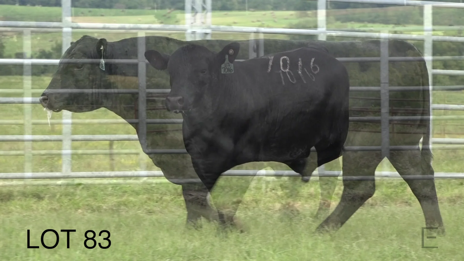2018 ZWT Ranch LOT 83 on Vimeo