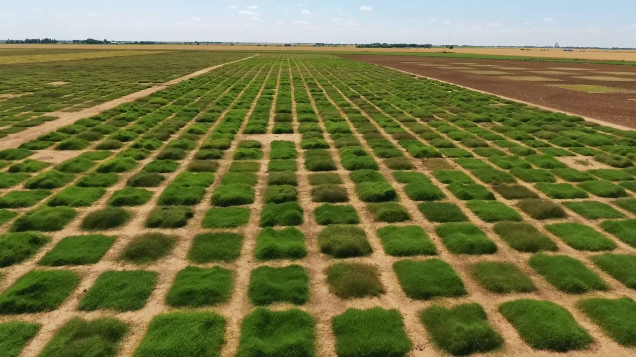 Barenbrug Perennial Ryegrass Seed Rpr edu.svet.gob.gt