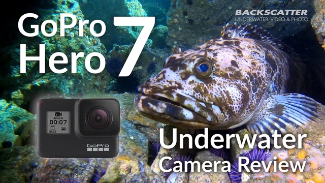 GoPro HERO 7 Black 辛 64GSD/サクションカップ付