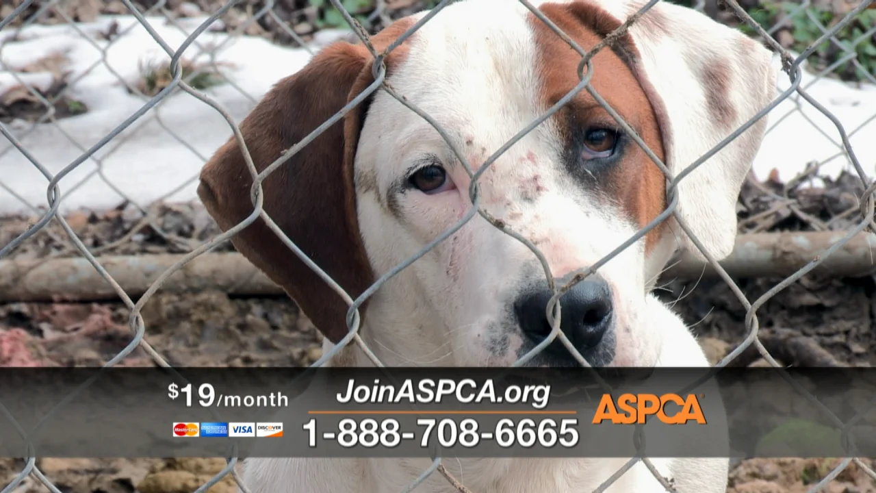 Aspca Advertisement