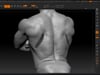 Torso Part 1